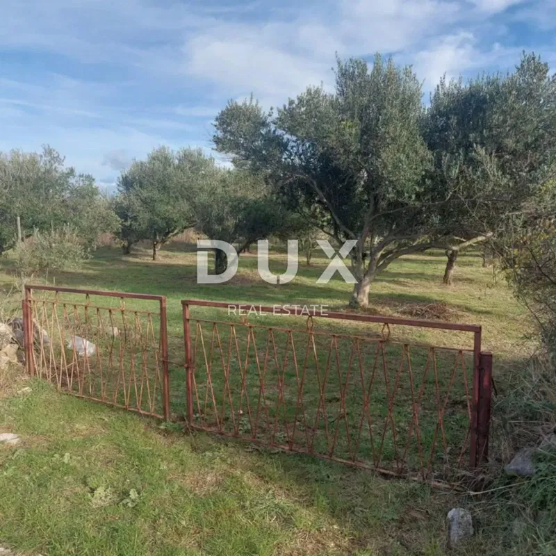 ZADAR, PRIVLAKA - Uliveto con 48 ulivi a 370 metri dal mare! – 2