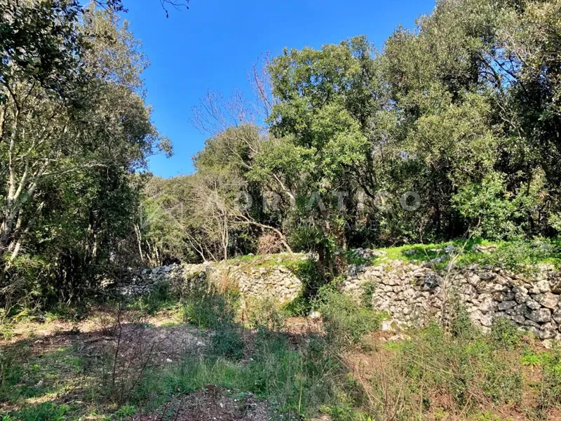Rovigno, terreno boschivo di 11040m2 – 3