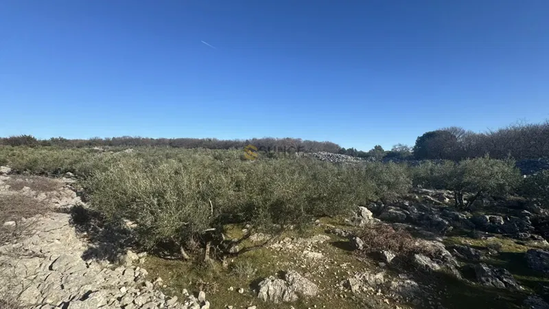 Nei dintorni della città di Krk, uliveto paesaggistico con vista sul mare! – 2
