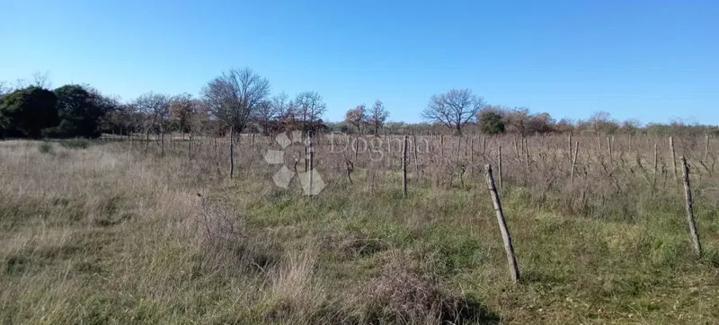 AMPIO TERRENO AGRICOLO (ex vigneto) PROSSIMO ALLA STRADA PRINCIPALE – 2
