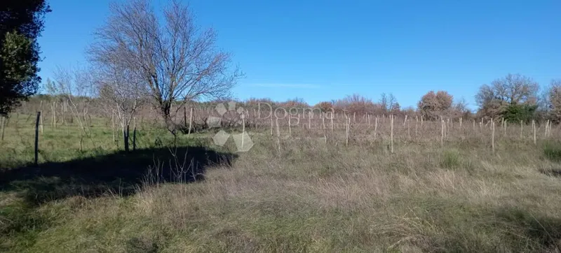 AMPIO TERRENO AGRICOLO (ex vigneto) PROSSIMO ALLA STRADA PRINCIPALE – 3