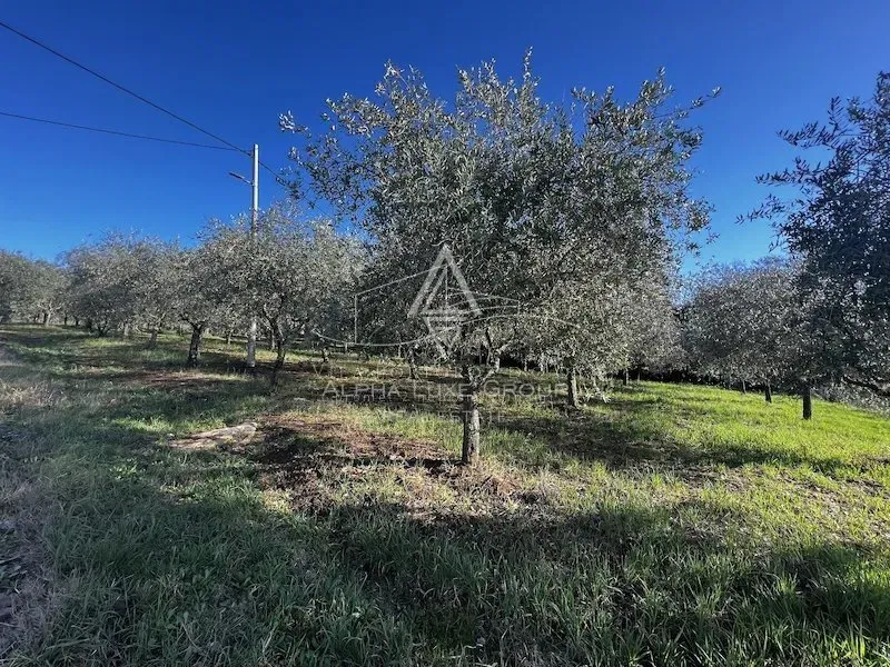 Istria, Tar, Terreno agricolo con uliveto in vendita – 2