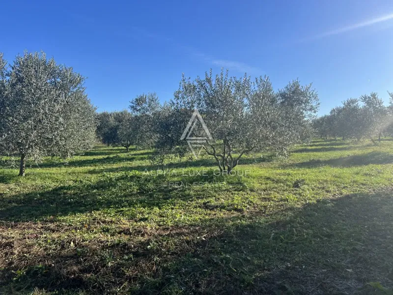 Istria, Tar, Terreno agricolo con uliveto in vendita – 3