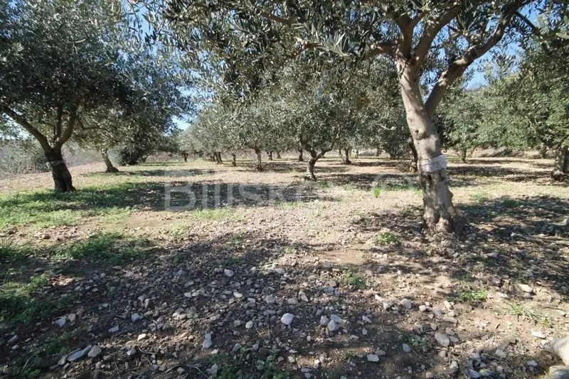 Land Kaštel Štafilić – 2