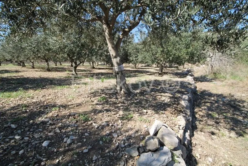 Land Kaštel Štafilić – 3