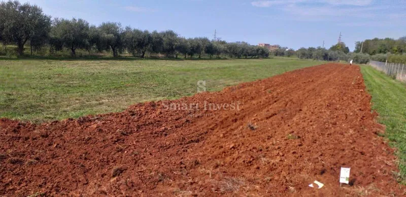 UMAG, prodaje se zemljište sa starim maslinama ***EKSKLUZIVNO SAMO KOD NAS*** – 2