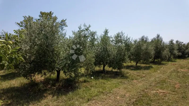 Agricultural land with an olive grove near Vodnjan, Istria – 3