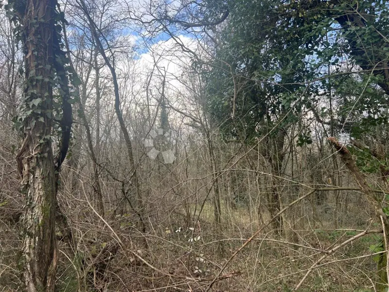 FOREST 12,293 m2 – 2