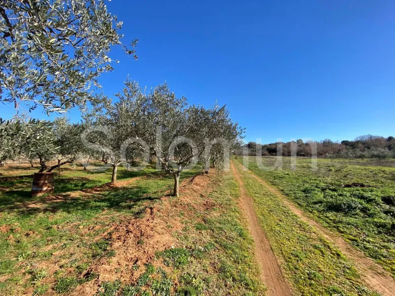 Land Sale Rovinj 17030 m2 – 2