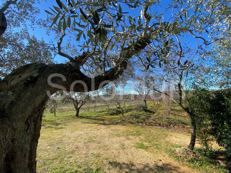Land Sale Rovinj 17030 m2 – 3