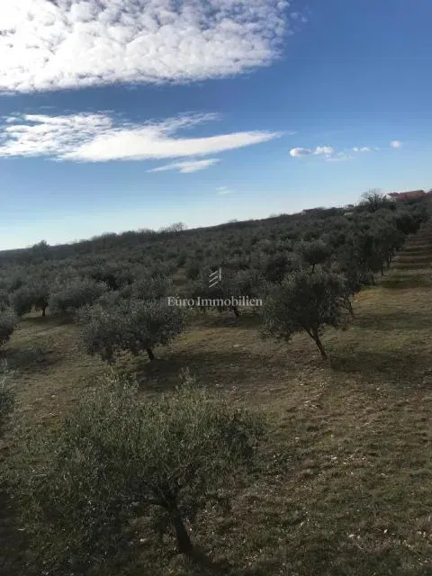 Benkovac - poljoprivredno zemljište 24.765 m2