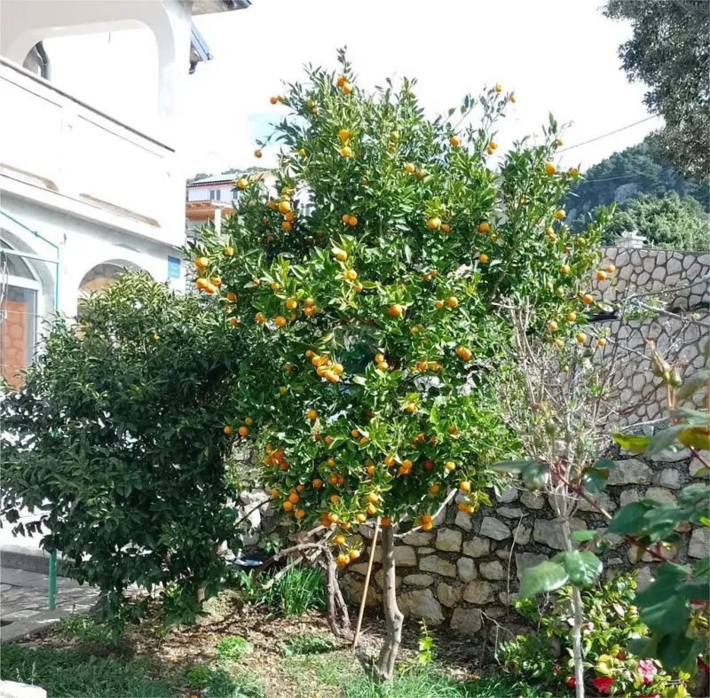 House Banjol, Rab, 480m2 – 2