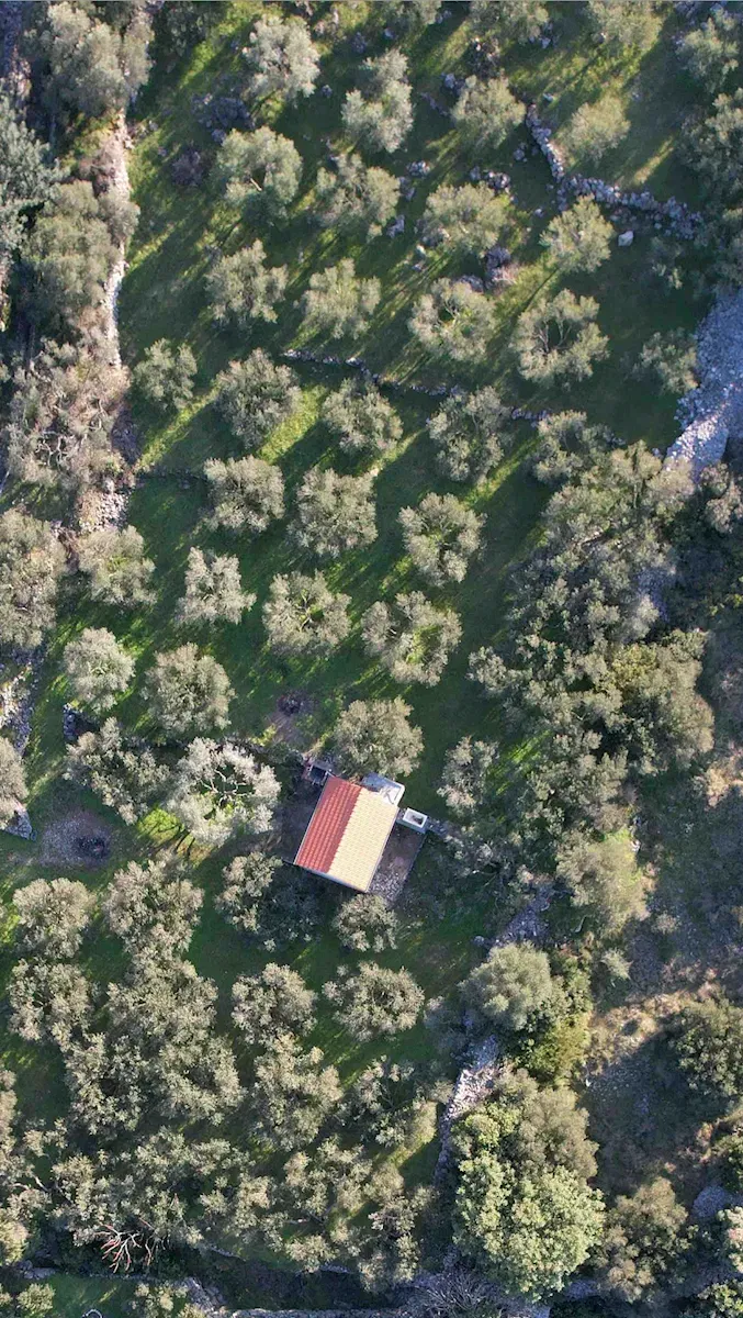 Šarmantni maslinik na otoku Hvaru, u blizini Jelse