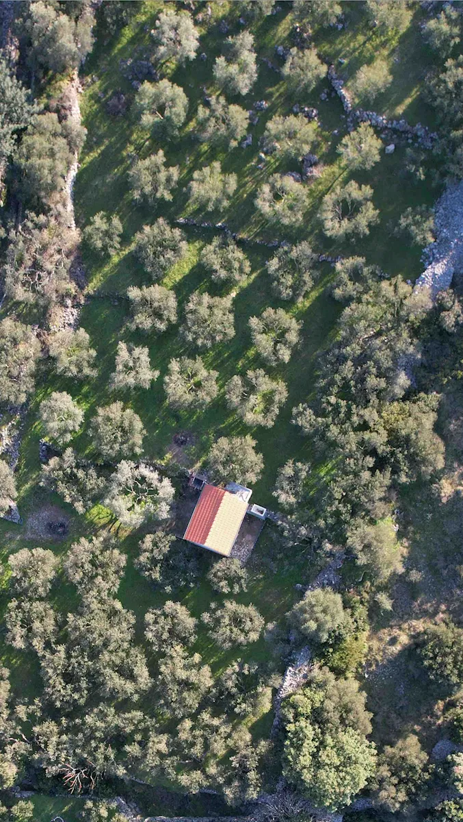 Šarmantni maslinik na otoku Hvaru, u blizini Jelse