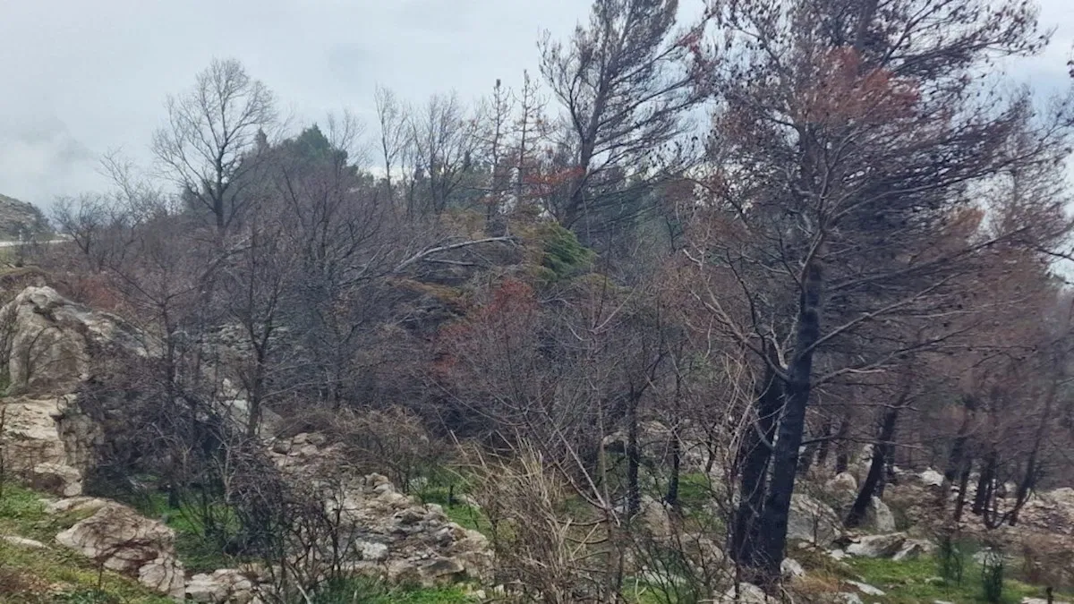Poljoprivredno zemljište sa pristupnim putem PODGORA