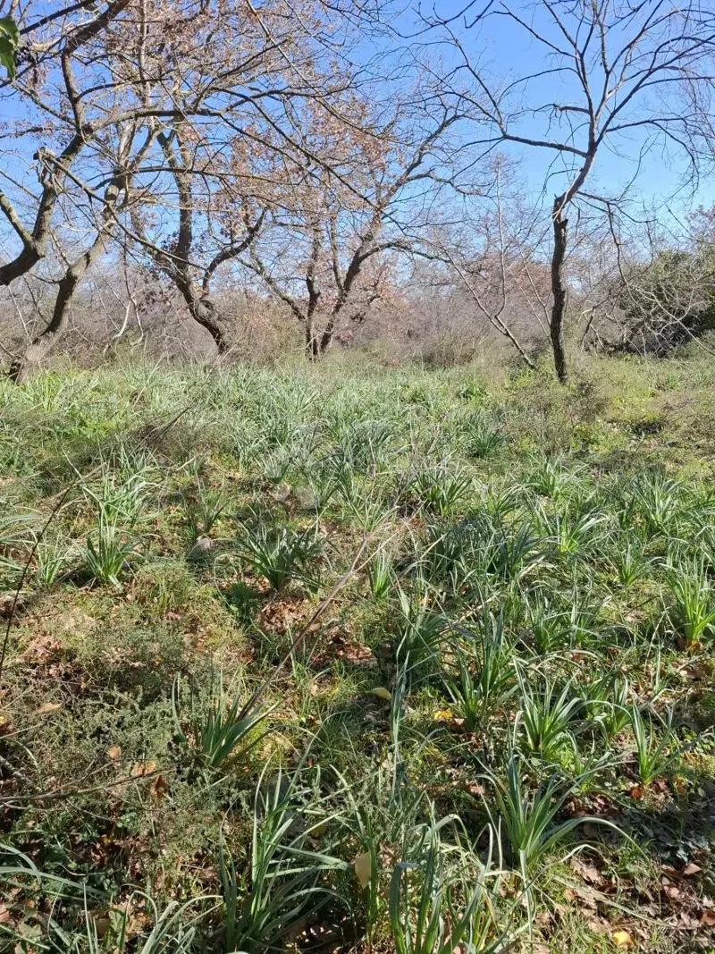 Teren budowlany Suhovare, Poličnik, 1.093m2 – 2