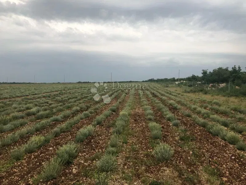 Fertile Agricultural Land 21 ha – Gornje Raštane, Lavanda, EU Funds – 2