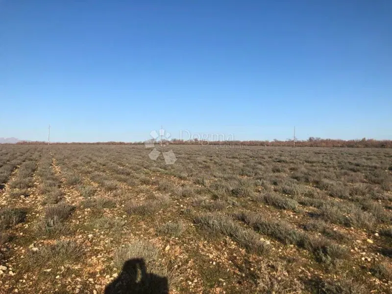 Fertile Agricultural Land 21 ha – Gornje Raštane, Lavanda, EU Funds – 3