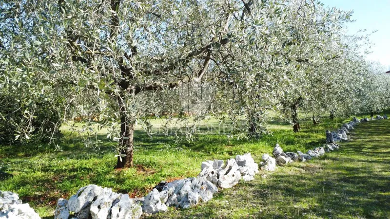 Poreč – Surroundings – Beautiful Building Plot with Olive Grove – 3