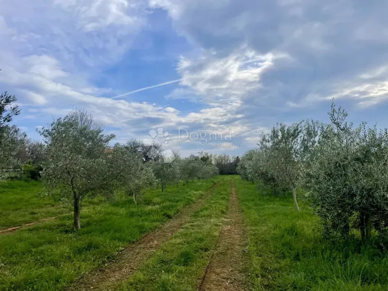 Ziemia rolna Ližnjan, 4.624m2 – 2