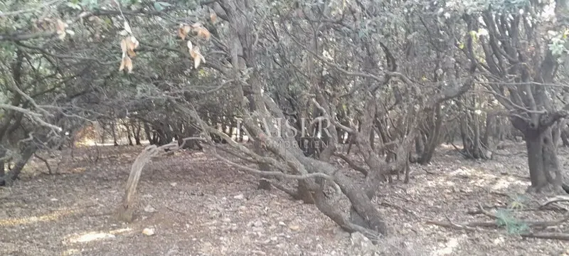 Cherso, baia Meli, terreno agricolo in riva al mare – 2