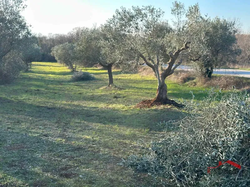 Bale, a beautiful olive grove by the road – 2