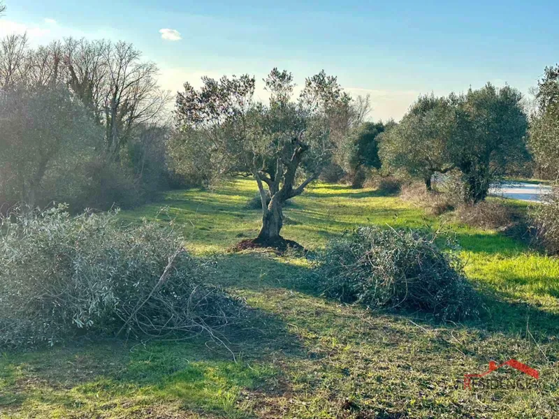 Bale, a beautiful olive grove by the road – 3