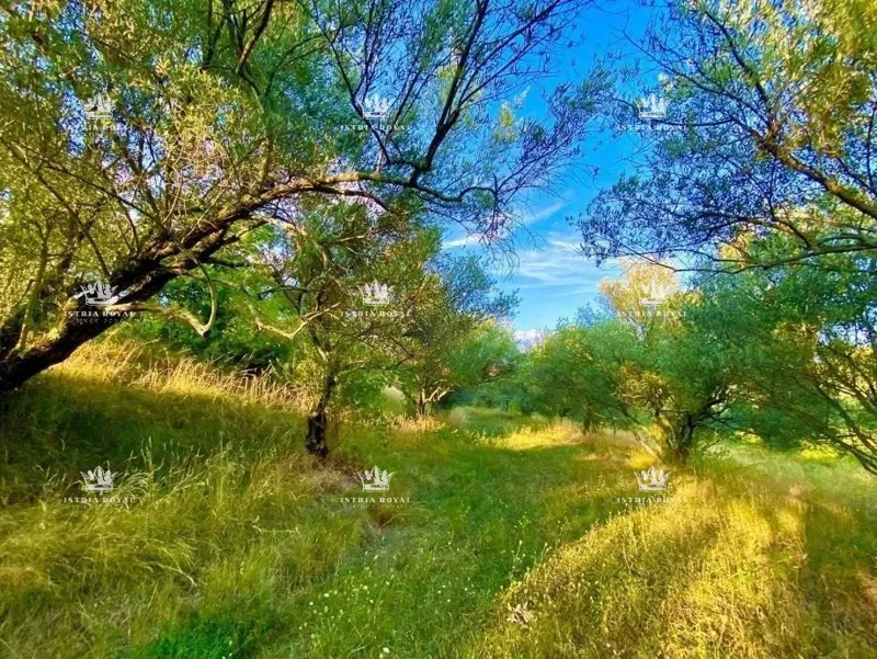 Telek Draguć – 2