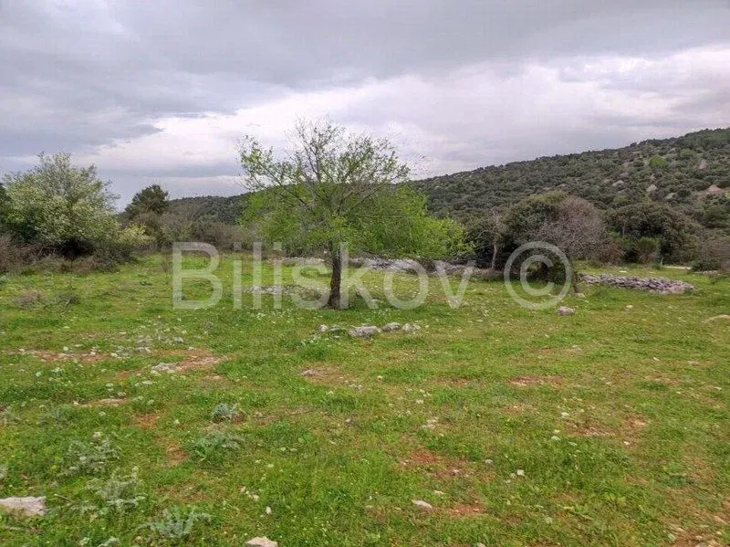 Brač, Selca agricultural land area 11500 m2 – 2