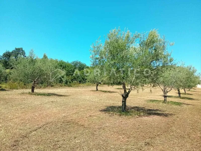 Rovinj, a beautifully maintained olive grove – 2