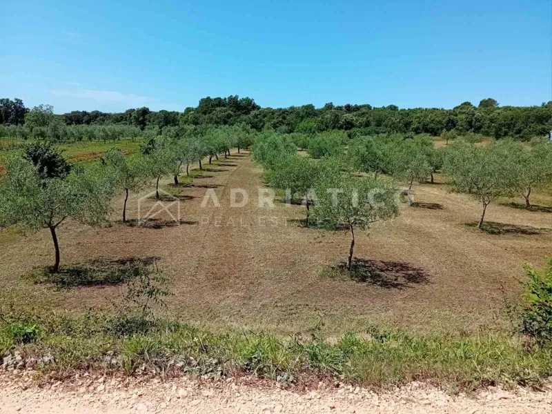 Rovinj, a beautifully maintained olive grove – 3