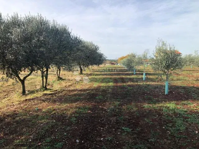Építési telek Umag, 9.375m2 – 3