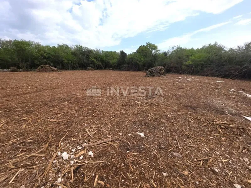 Zona di Fasana, Peroi, bosco a 450 m dal mare – 3