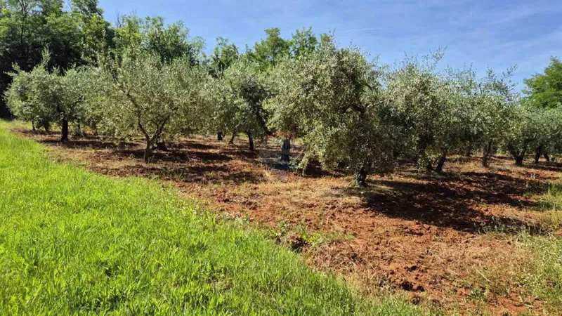 Terreno non edificabile Cerjani, Kaštelir-Labinci, 3.755m2 – 2