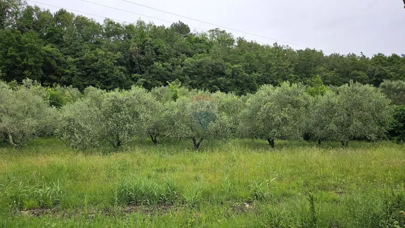 Telek Grožnjan – 3