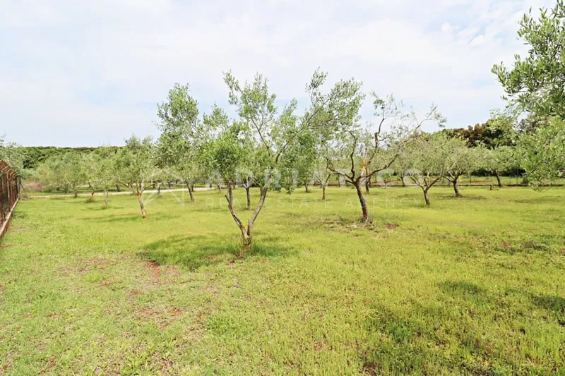 Rovigno, uliveto paesaggistico vicino al mare – 3