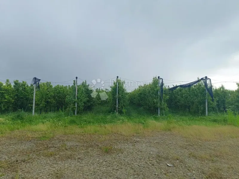 Terreno agricolo Petrijevci, 68.580m2 – 3