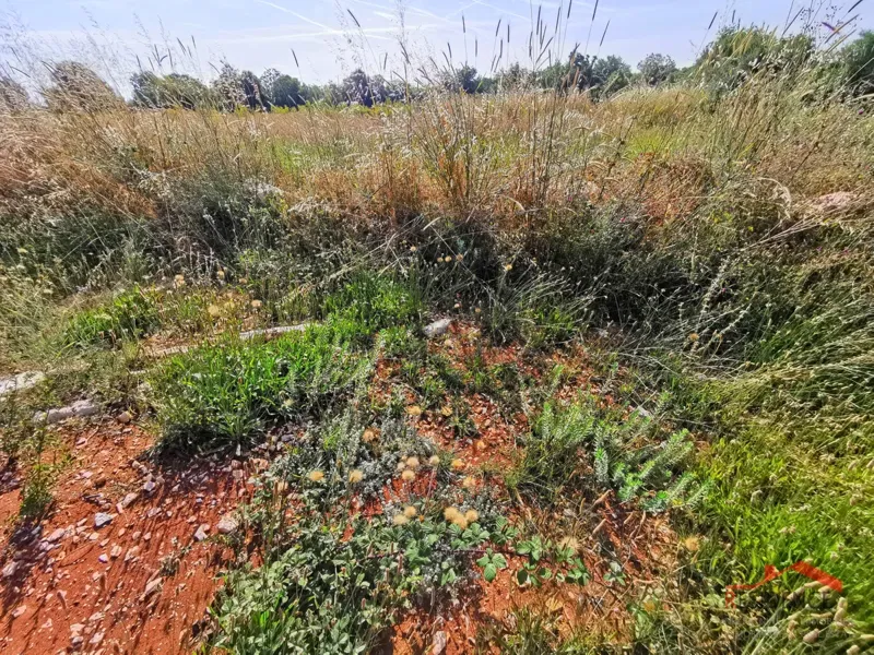 Ližnjan, Šišan, agricultural land – 3