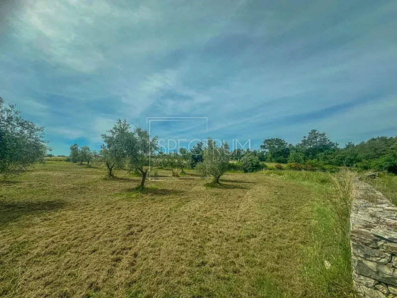 Zona di Umago, ampio uliveto in posizione tranquilla – 2