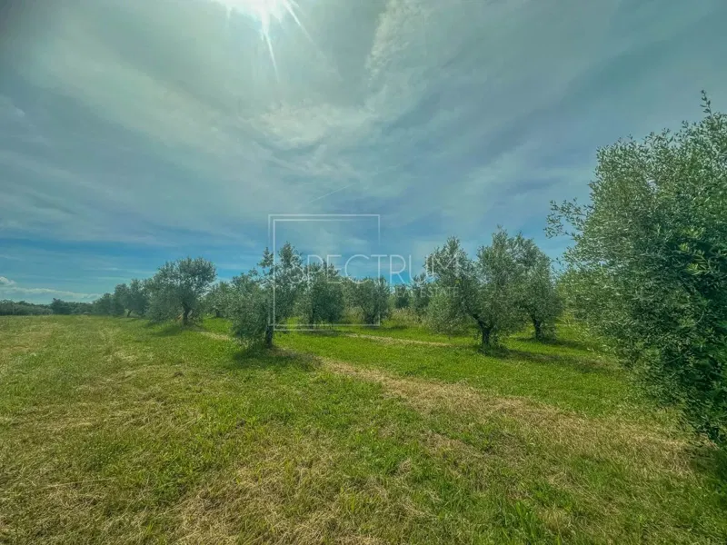 Zona di Umago, ampio uliveto in posizione tranquilla – 3