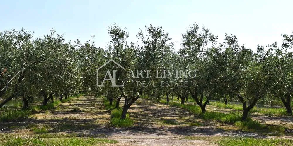 Istria, Zona di Novigrad – Terreno Agricolo Prezioso con Uliveto