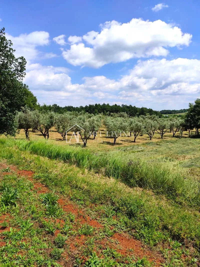 Istrien, Umgebung von Poreč – Attraktives landwirtschaftliches Grundstück mit Olivenhain – 2