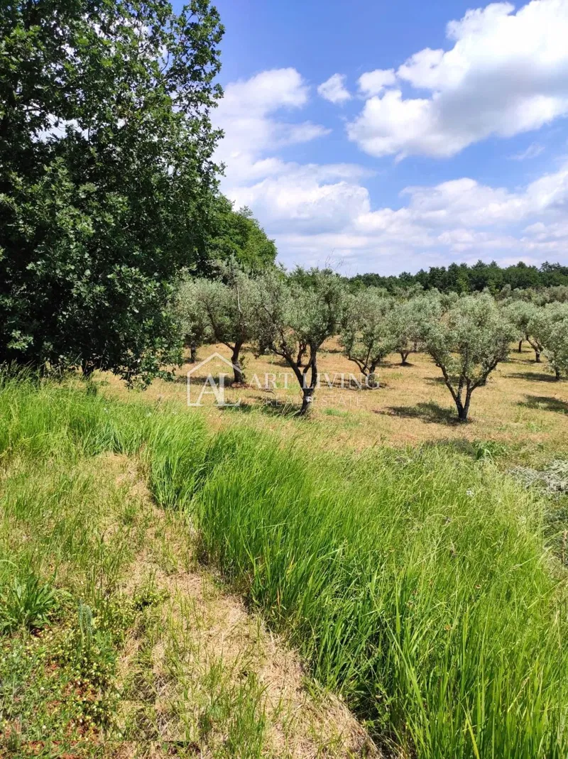Istrien, Umgebung von Poreč – Attraktives landwirtschaftliches Grundstück mit Olivenhain – 3