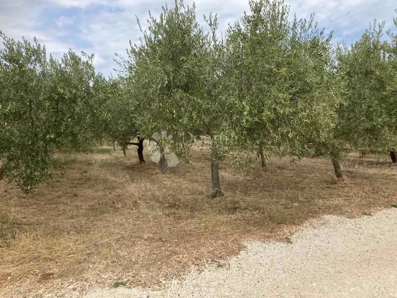 Ziemia rolna Kaštelir, Kaštelir-Labinci, 1.277m2 – 2