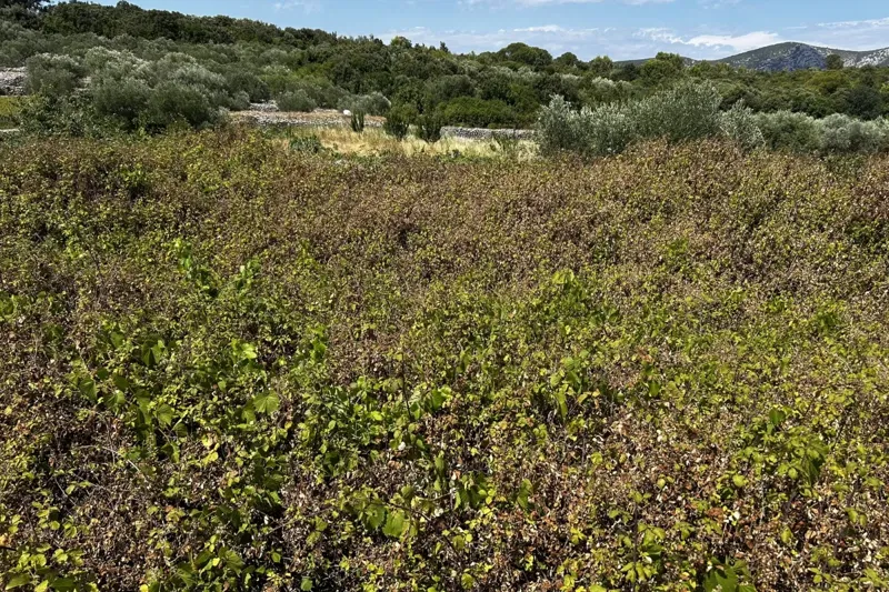 Terreno con vista mare – 3