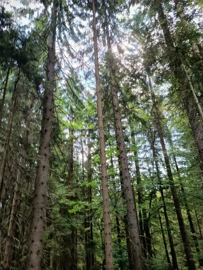 Mezőgazdasági terület Saborsko, 86.421m2 – 3