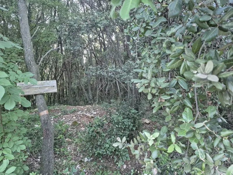 Terreno forestale - Duga Uvala, a 700 m dal mare – 2