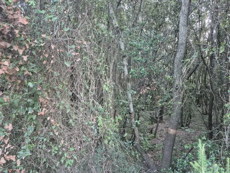Terreno forestale - Duga Uvala, a 700 m dal mare – 3