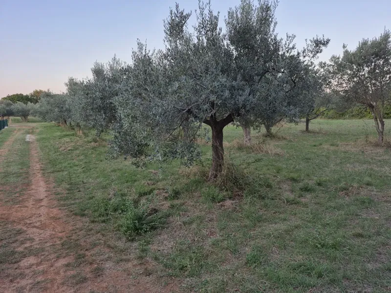 Terreno agricolo Mali Vareški, Marčana, 4.503m2 – 2