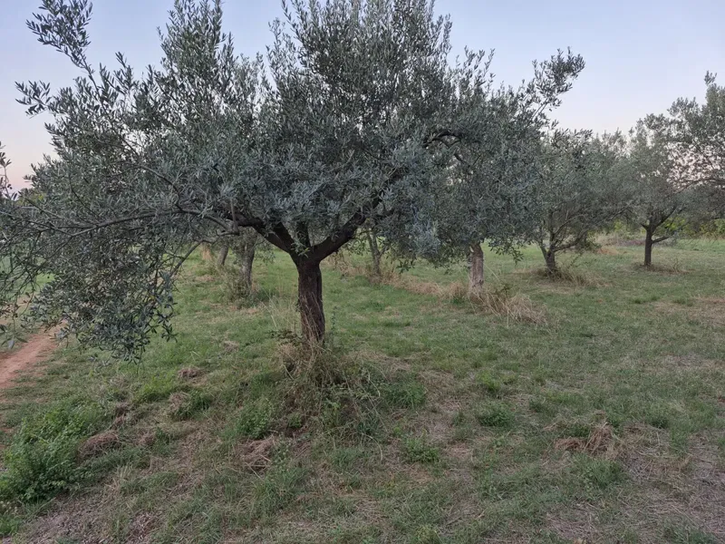 Terreno agricolo Mali Vareški, Marčana, 4.503m2 – 3